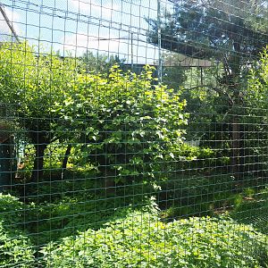 Golden eagle aviary, 2020-06-20