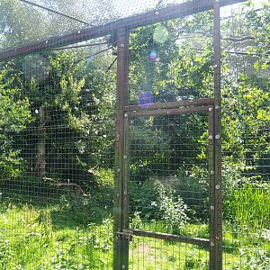 Bald eagle aviary, 2020-06-20