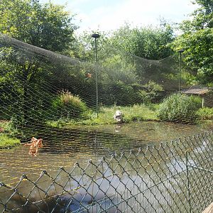 Red-crowned crane and Baer's pochard aviary, 2020-06-20