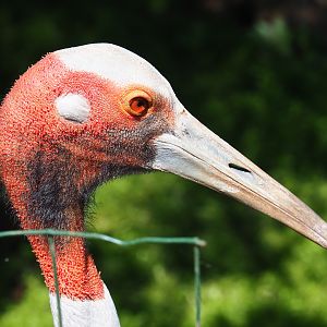 Australian sarus crane (Antigone antigone gillae), 2020-06-20