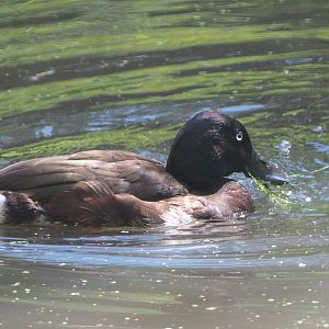 Baer’s pochard (Aythya baeri), 2020-06-20