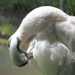 Preening red-crowned crane (Grus japonensis), 2020-06-20
