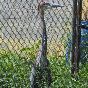 Goliath heron (Ardea goliath) 2020-06-20