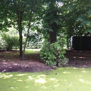 White-naped crane exhibit, 2020-06-20