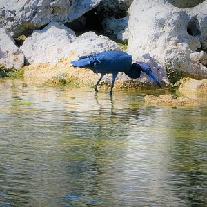 Little Blue Heron