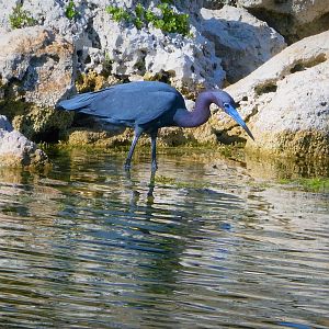 Little Blue Heron