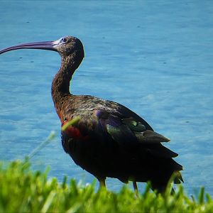 Glossy Ibis