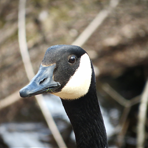 Canada goose