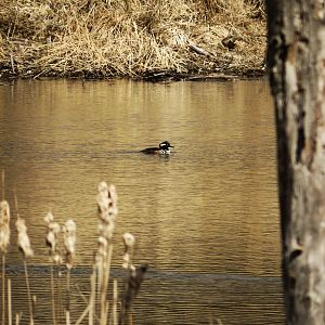 Hooded merganser