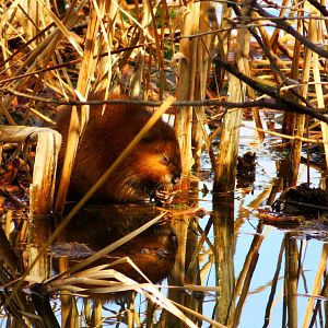 Muskrat