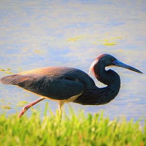 Tricolored Heron