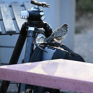 cactus wren on my camera backpack