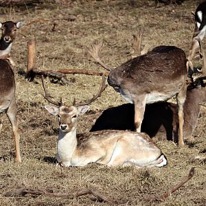 Fallow deers (Dama dama) - Gripsholm Deer Field