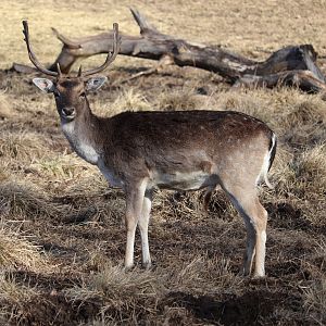 Fallow deer (Dama dama) - Gripsholm Deer Field