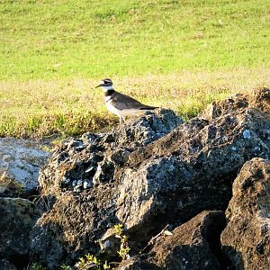 Killdeer