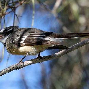 Grey Fantail