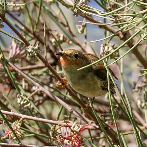 Scarlet Honeyeater female