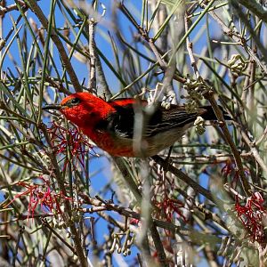 Scarlet Honeyeater