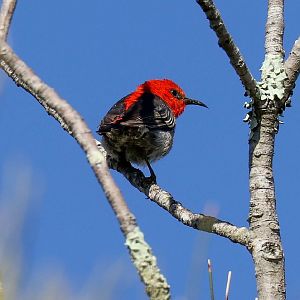 Scarlet Honeyeater