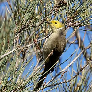 White-plumed Honeyeater