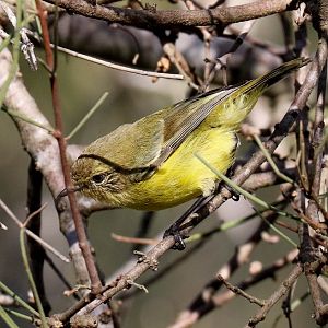 Yellow Thornbill