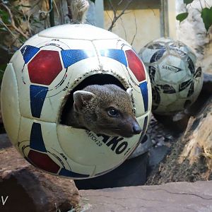 Ring-tailed vontsira [2017]