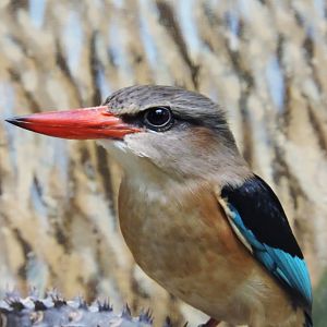Brown-hooded kingfisher [2017]