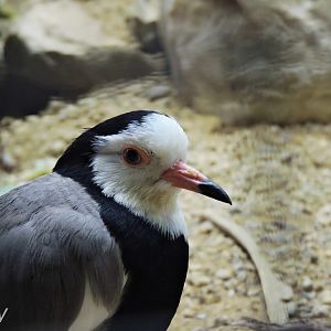 Long-toed lapwing [2017]
