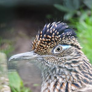 Greater roadrunner [2017]