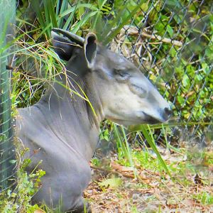 Yellow-backed Duiker