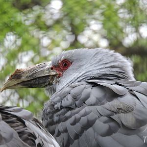 Channel-billed cuckoo [2017]