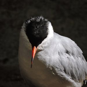 Common tern [2017]