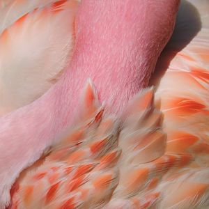 James's flamingo [2017]