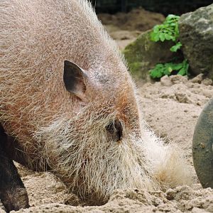 Bornean bearded pig [2017]