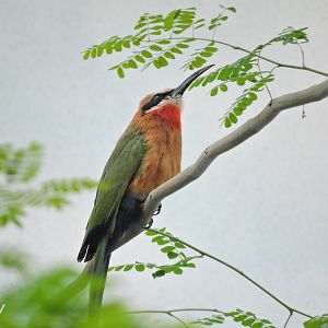 White-fronted bee-eater [2017]