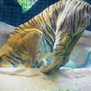 Tiger Forest - Tiger - Eko