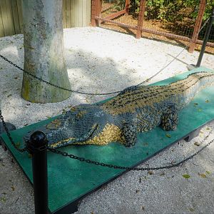 BRICKLIVE! Animal Paradise - American Alligator