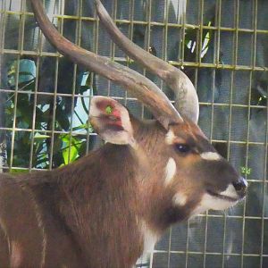 Nile Sitatunga