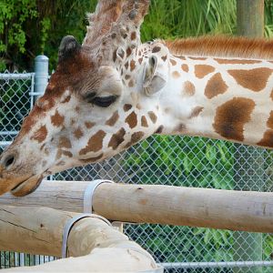 Giraffe Feeding Experience - Hybrid Giraffe