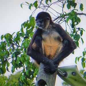 Primate Expedition Cruise - Geoffroy's Spider Monkey