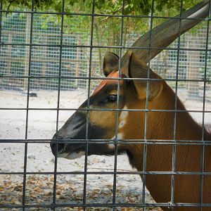 African Oasis - Eastern Bongo