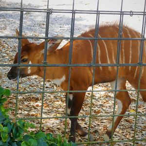 African Oasis - Eastern Bongo - Amali