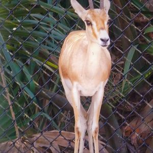 African Oasis - Rhim Gazelle