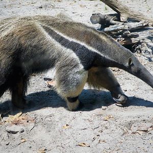 Giant Anteater - Dee Gee
