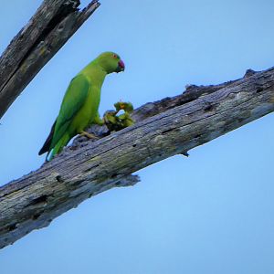 Rose-ringed Parakeet