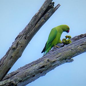 Rose-ringed Parakeet