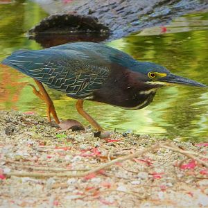 Green Heron