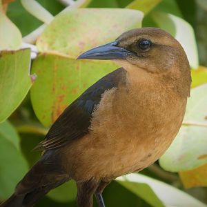 Boat-tailed Grackle