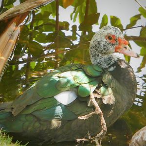 Domestic Muscovy Duck
