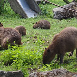 Capybara family (Hydrochoerus hydrochaeris), 2020-06-20